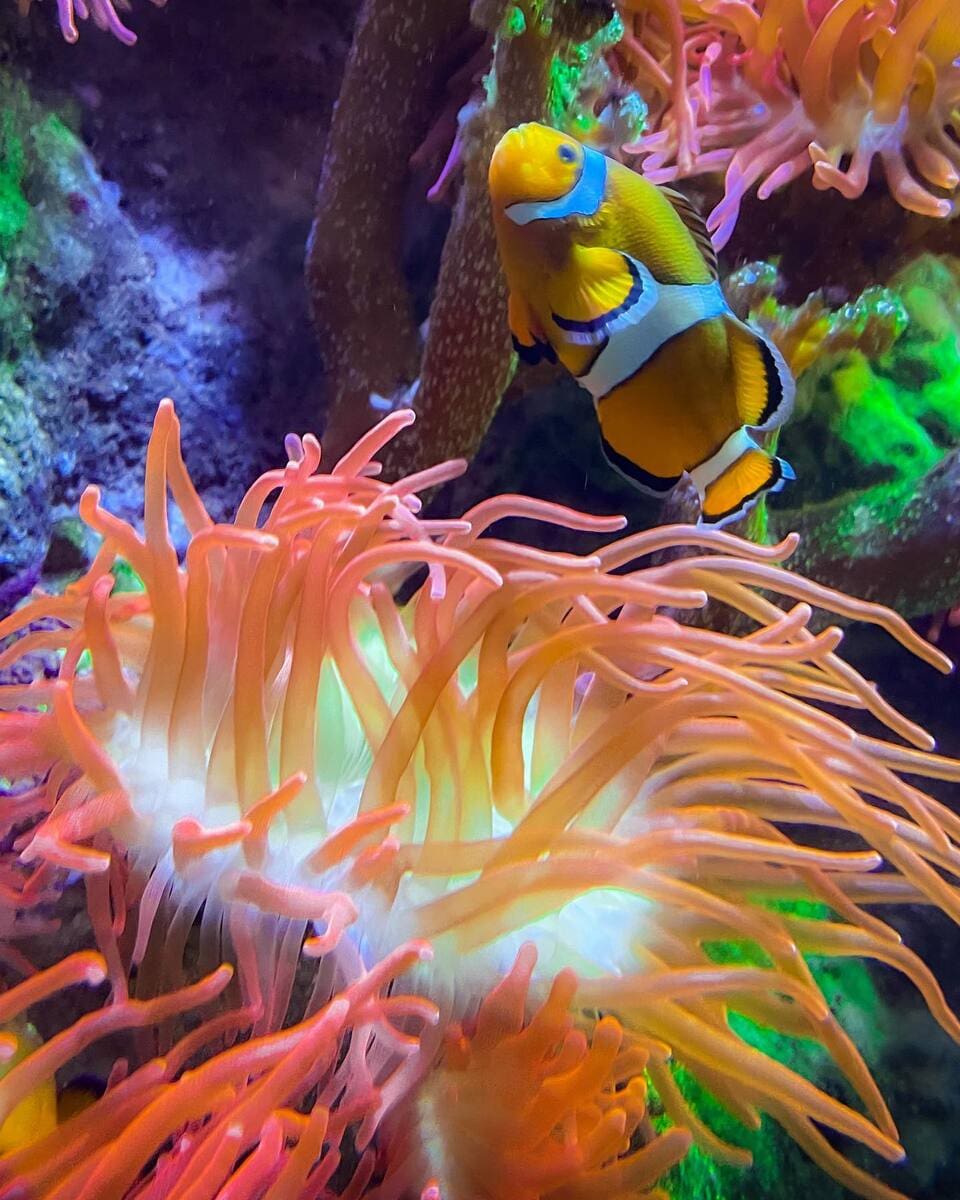 Anemonefishes in National Marine Aquarium, Plymouth