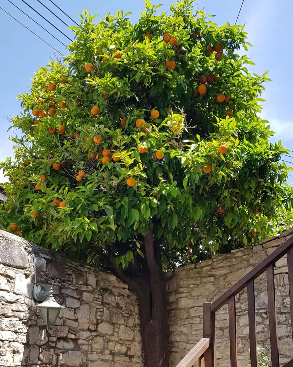 Anthestiria Flower Festival, Larnaca