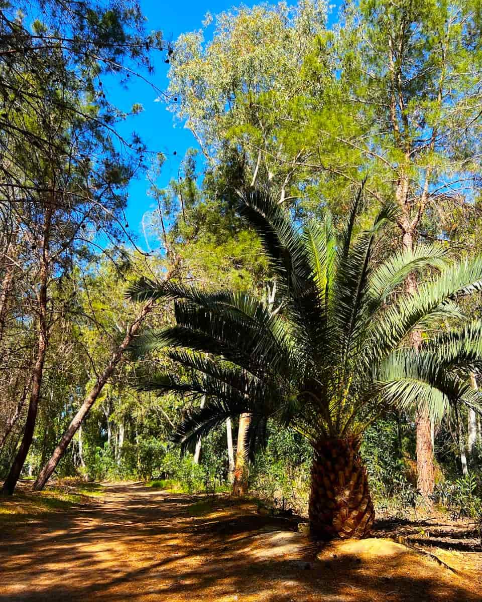 Athalassa National Forest Park, Nicosia