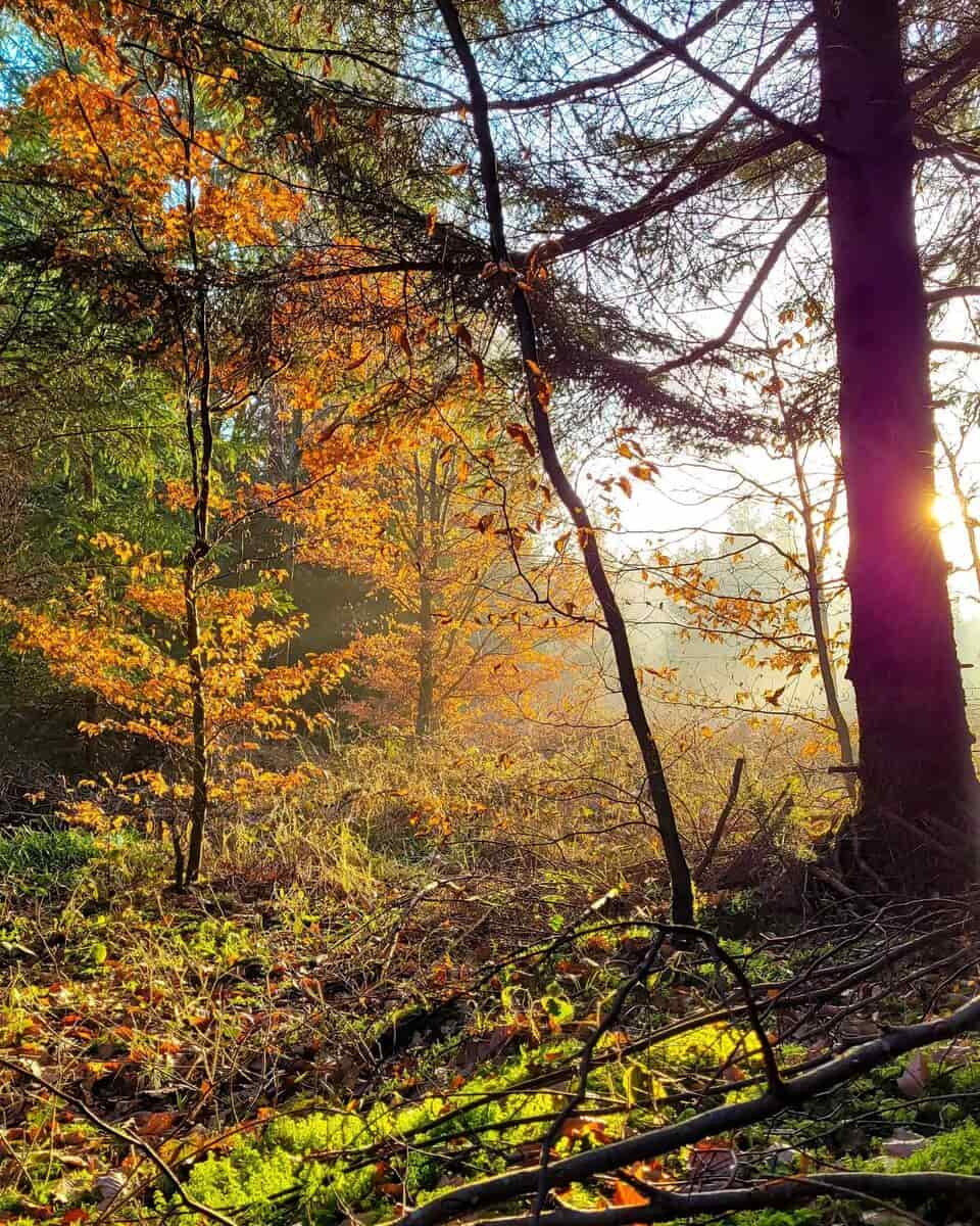 Autumn in Bremgartenwald, Bern