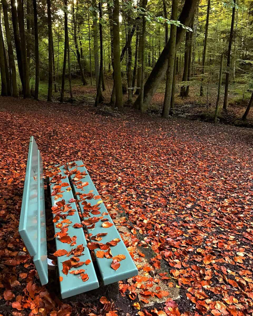 Autumn in Bremgartenwald, Bern