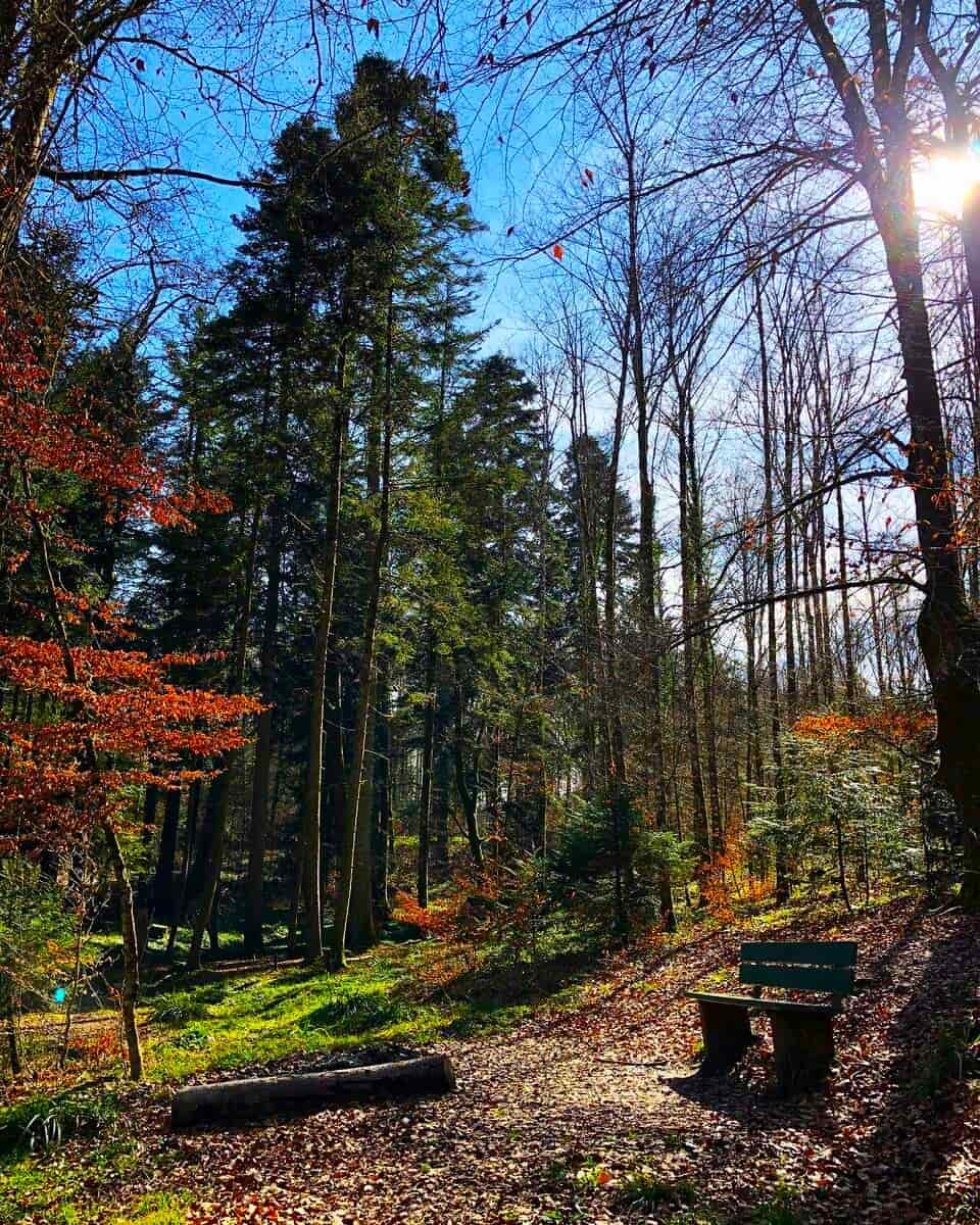 Autumn in Bremgartenwald, Bern