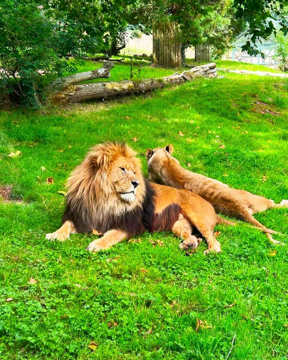 Barbary lion, Paignton Zoo, Devon