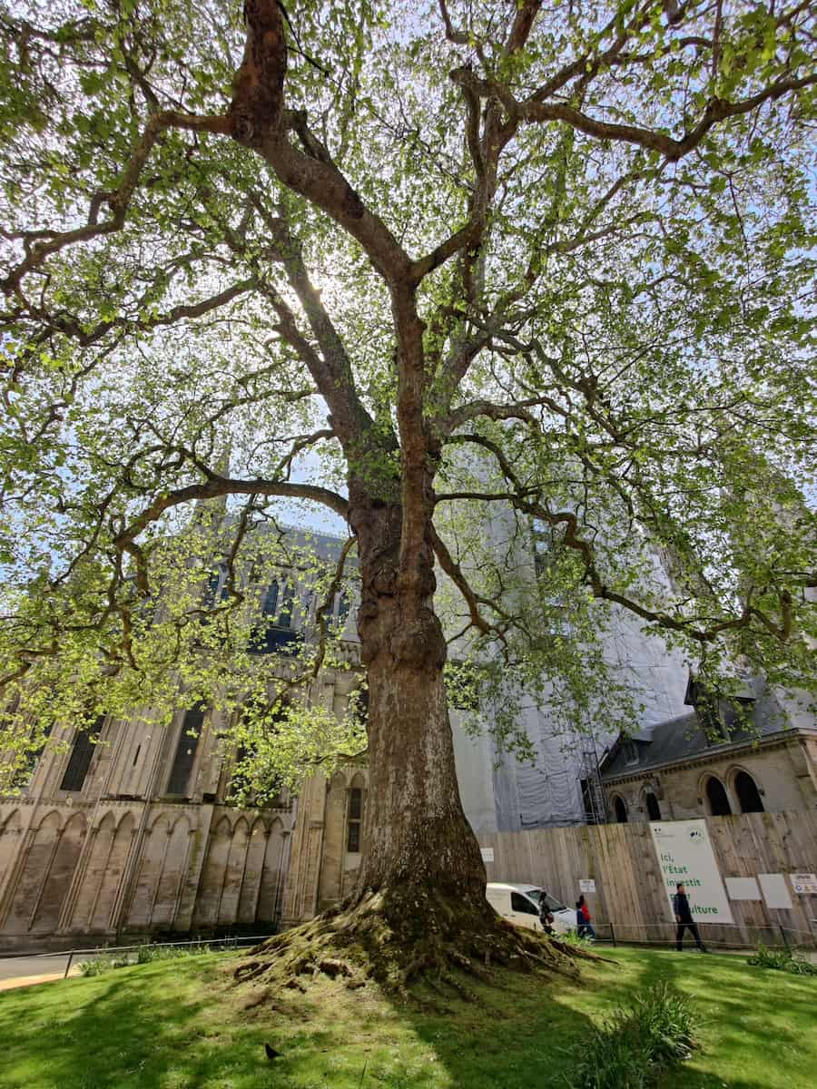 Bayeux Tapestry Normandy