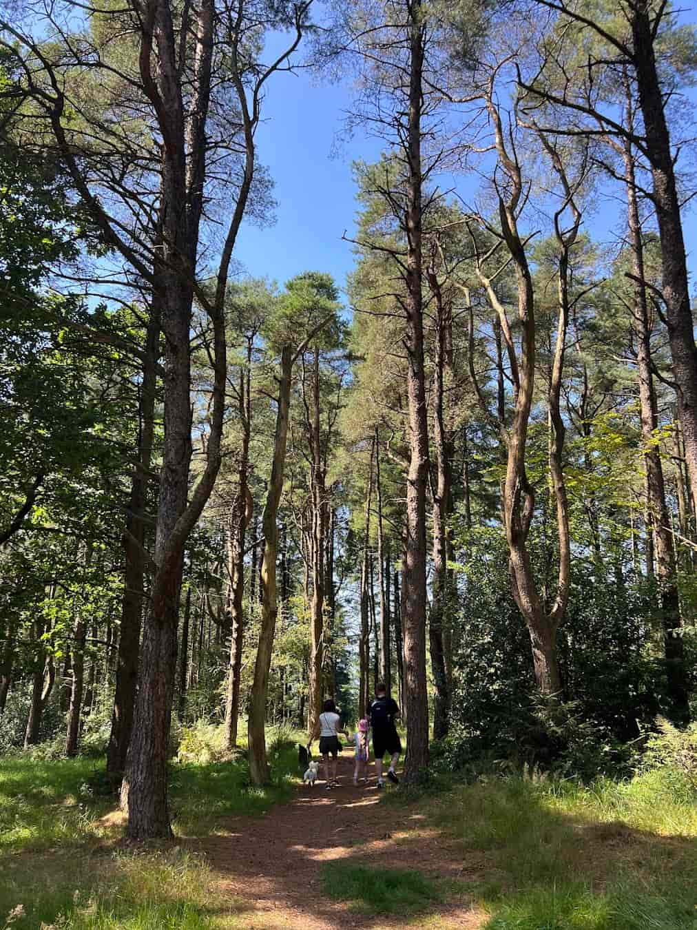 Beacon Fell Country Park Forest, Preston