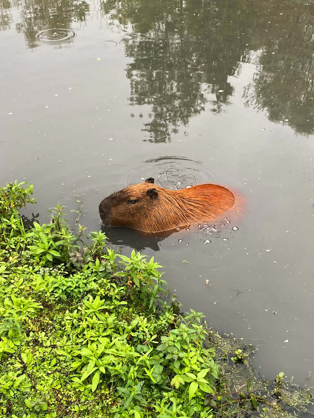 Beale Wildlife Park Capybara, England