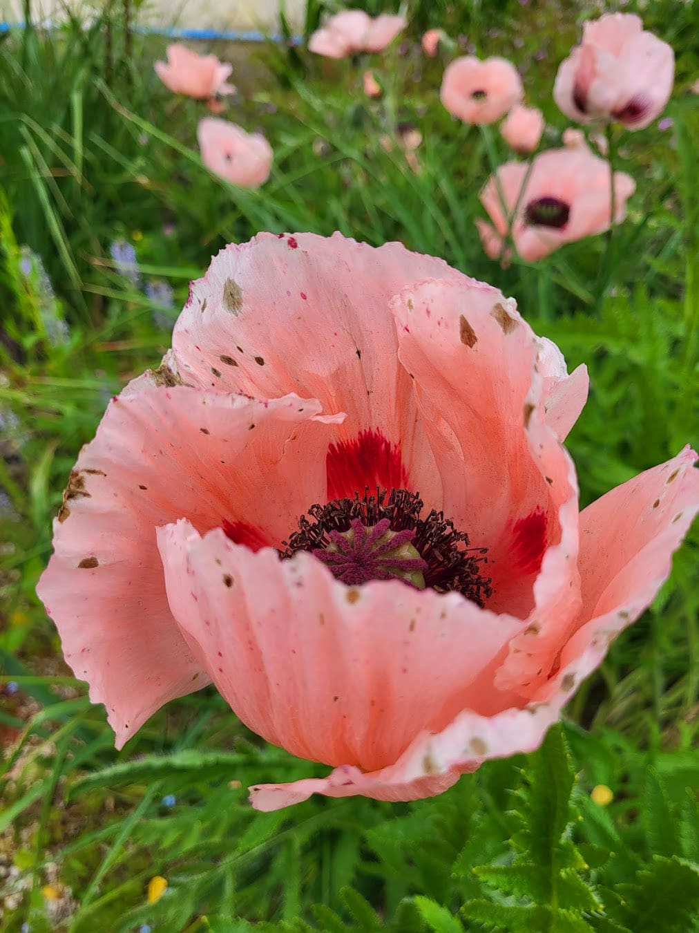 Beale Wildlife Park Flower, England