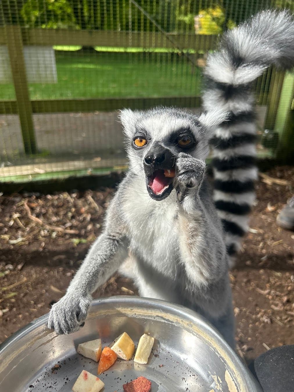 Beale Wildlife Park Lemur, England