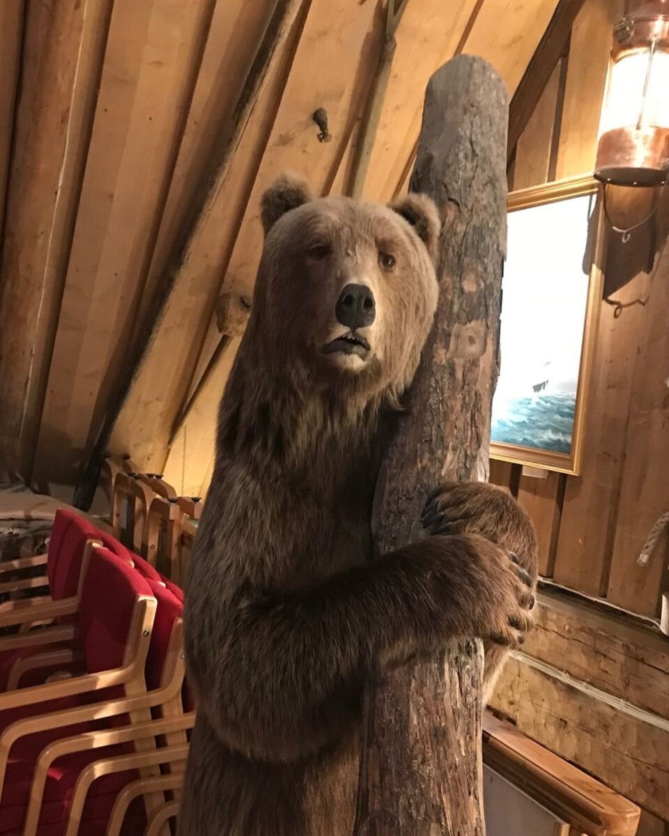 Bear in Polar Museum, Tromso