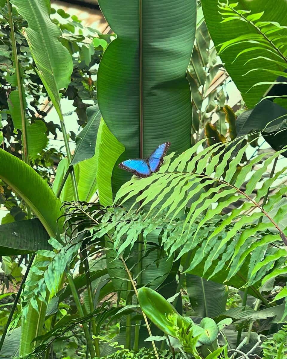 Benalmadena: Mariposario