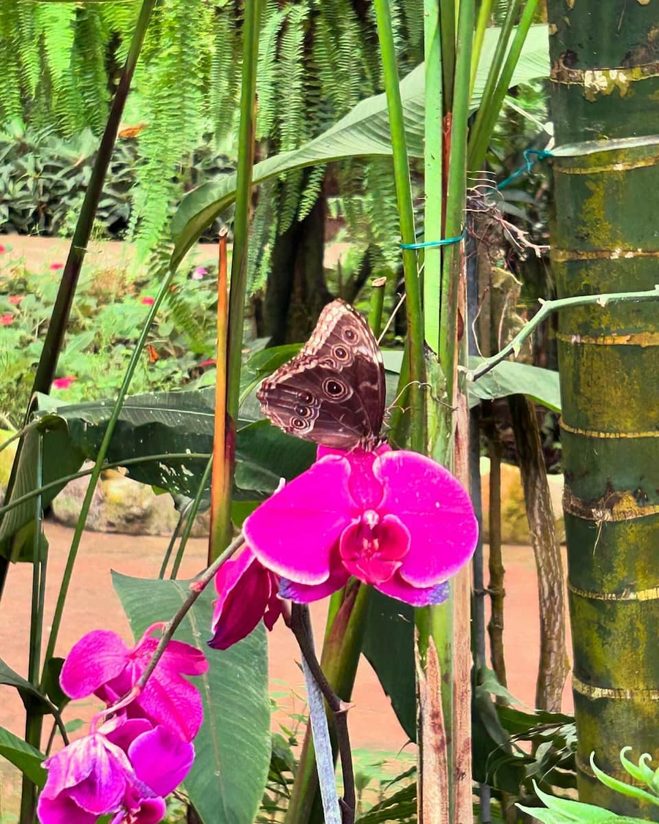 Benalmadena: Mariposario