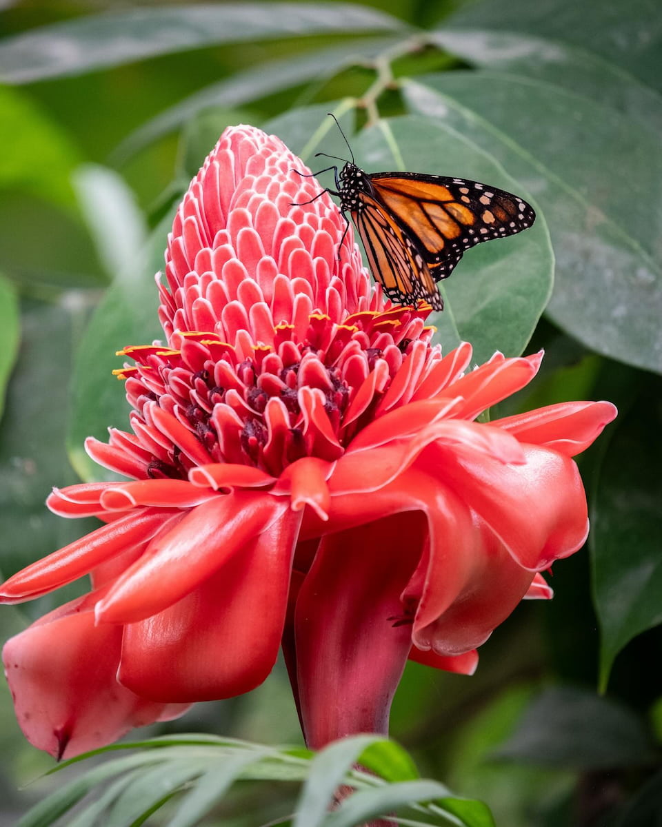 Benalmadena: Mariposario