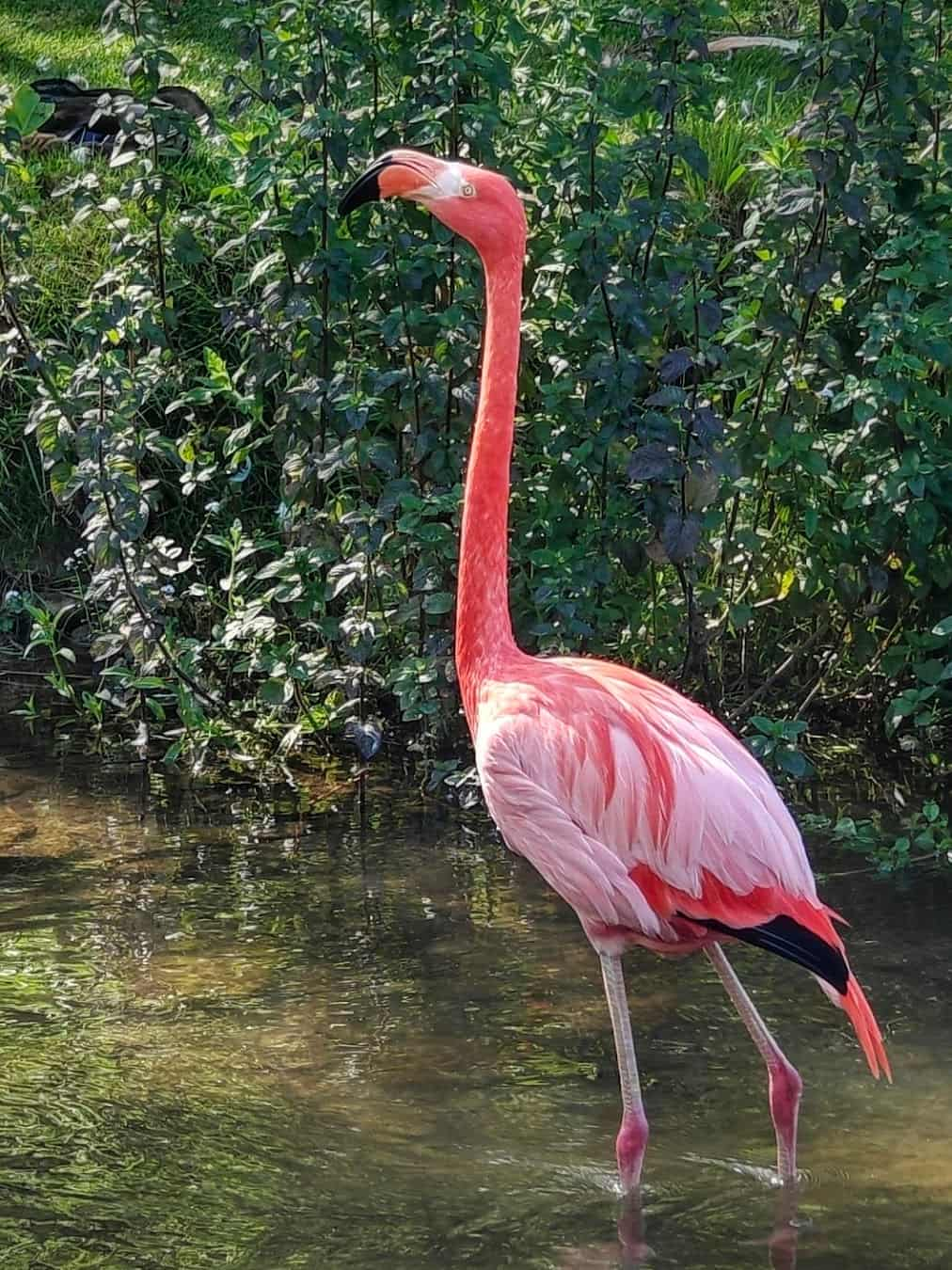 Birdland Park and Gardens Flamingo, England