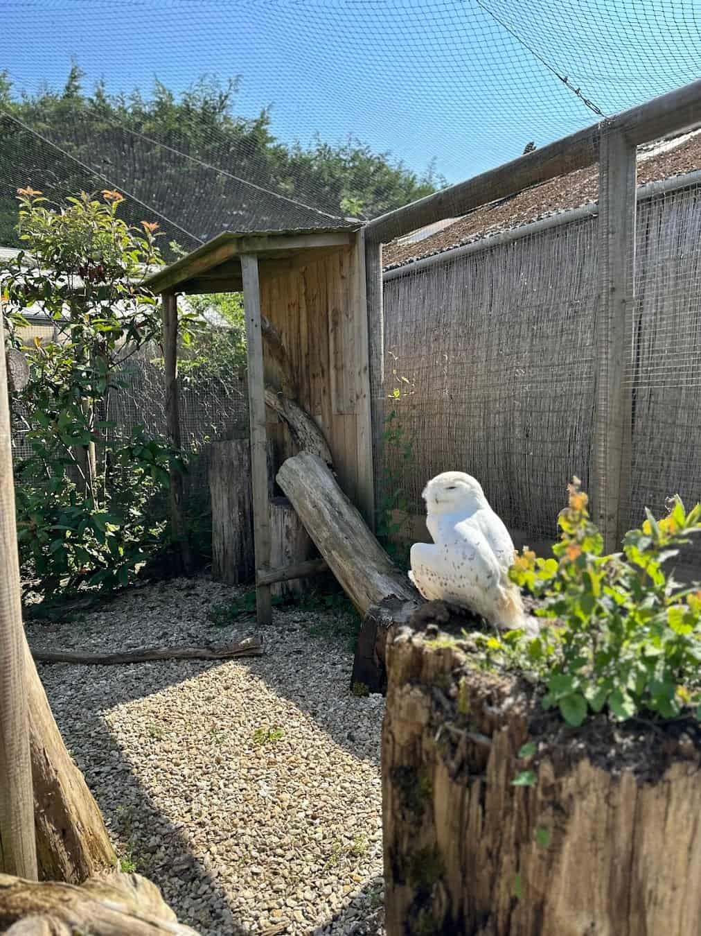 Birdland Park and Gardens Owl, England