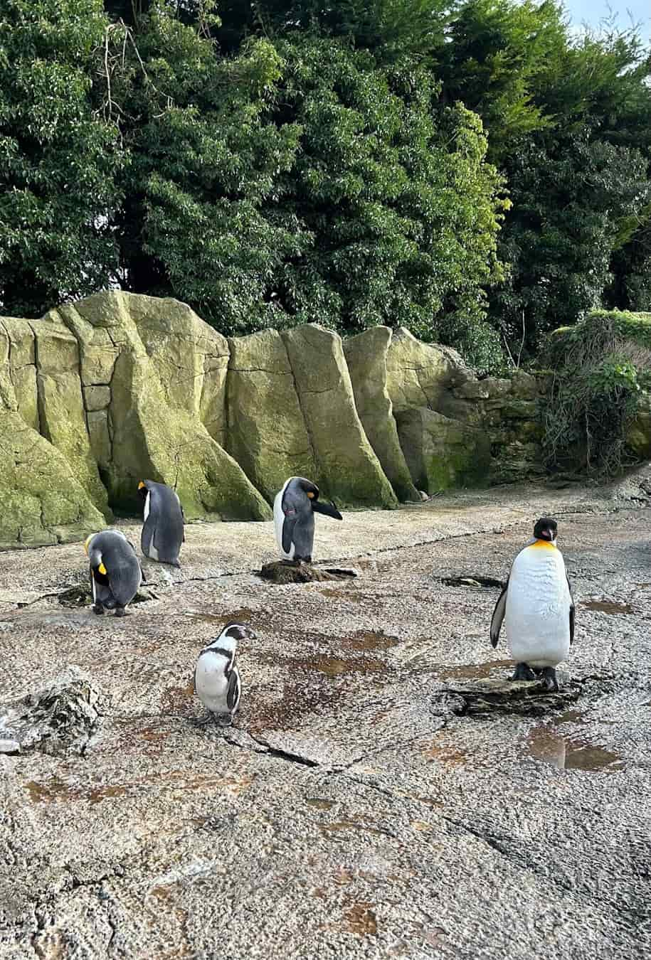 Birdland Park and Gardens Penguin, England