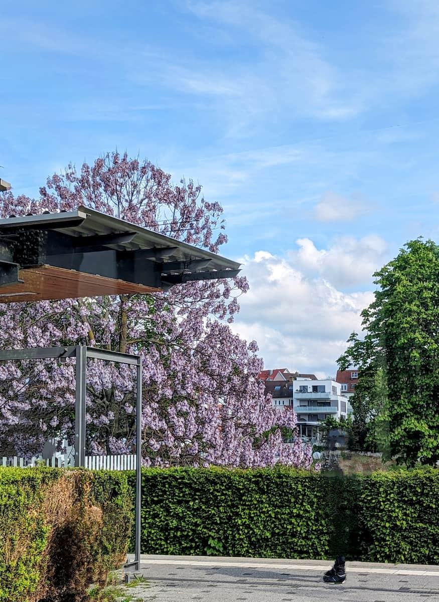 Blooms in Schlossgarten Stuttgart