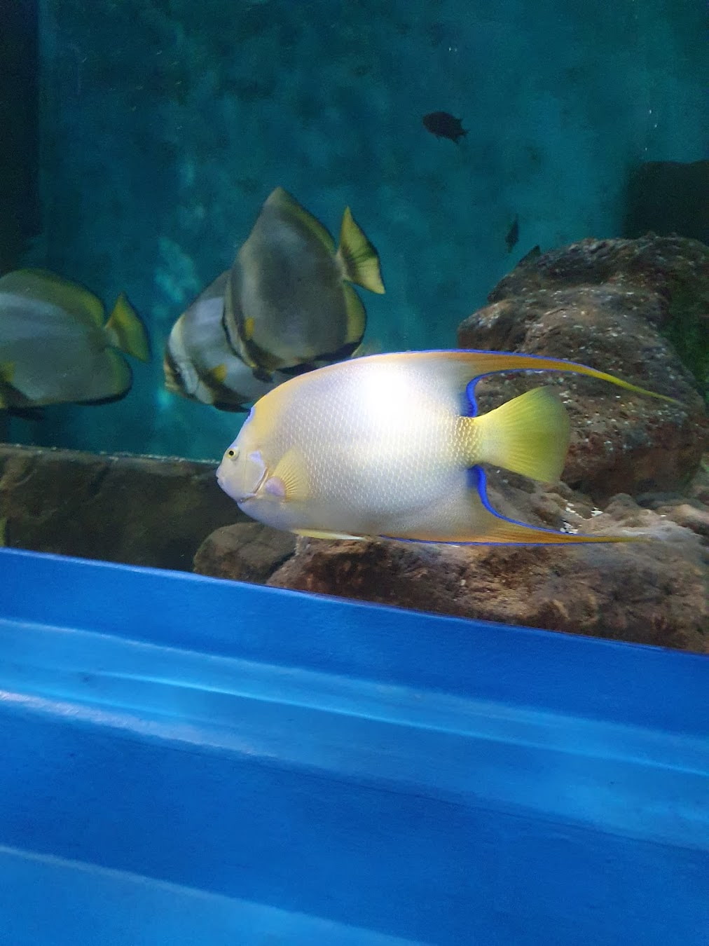 Blue Reef Aquarium Fish