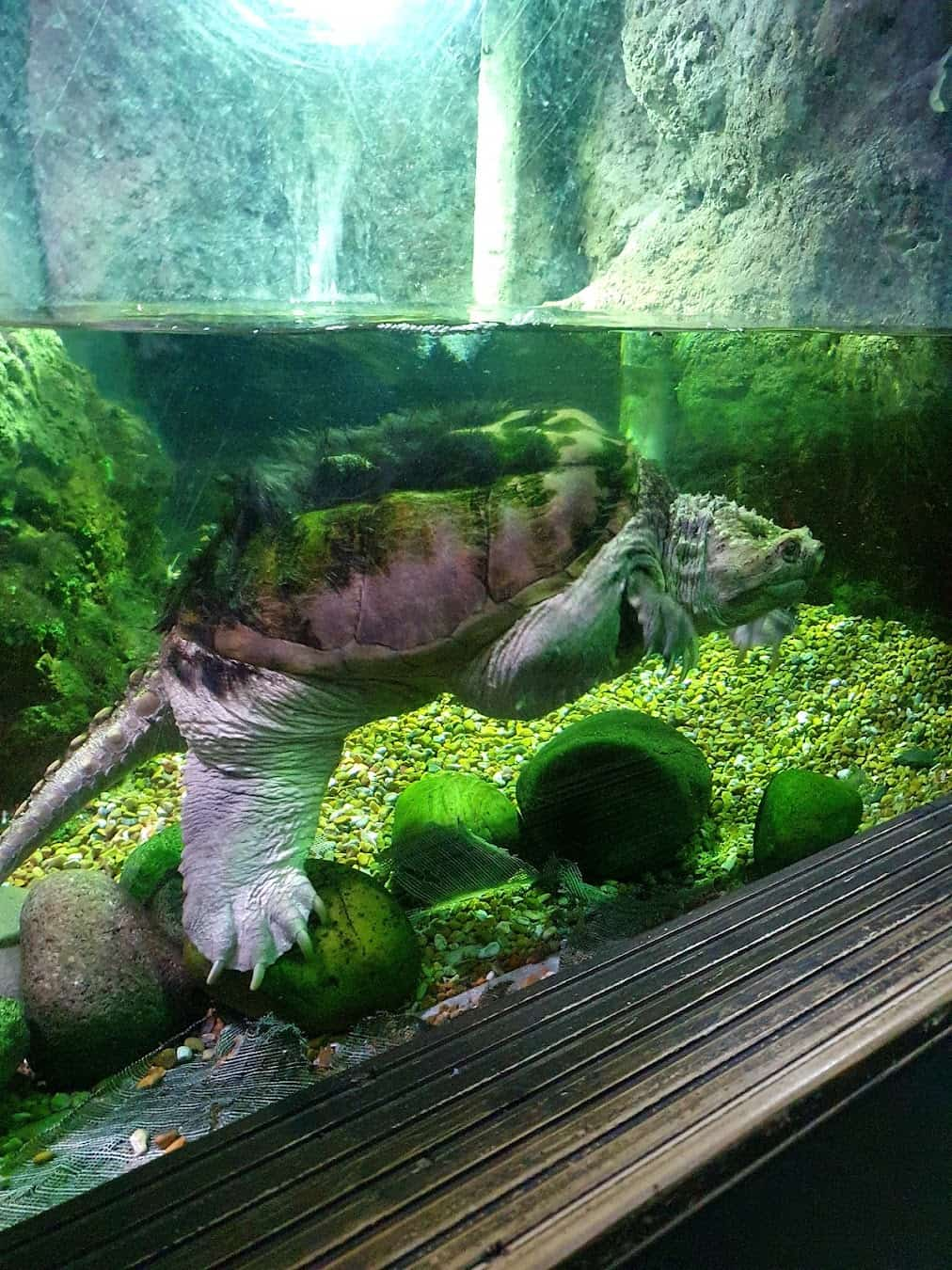 Blue Reef Aquarium Turtle