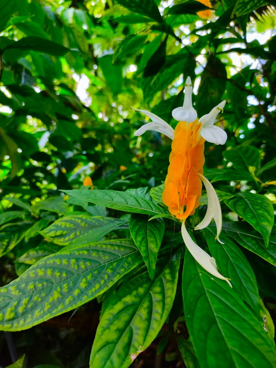 Botanical Garden, Dresden