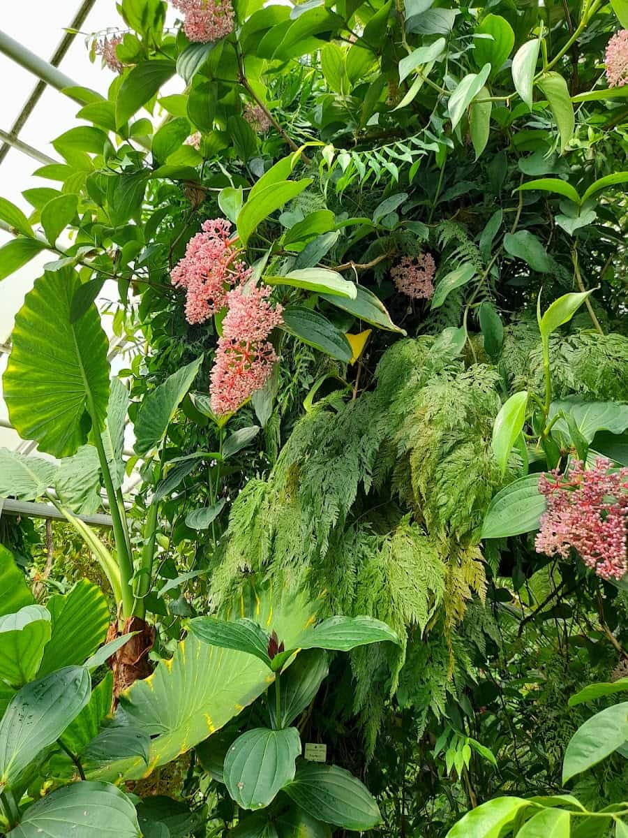 Botanical Garden, Dresden