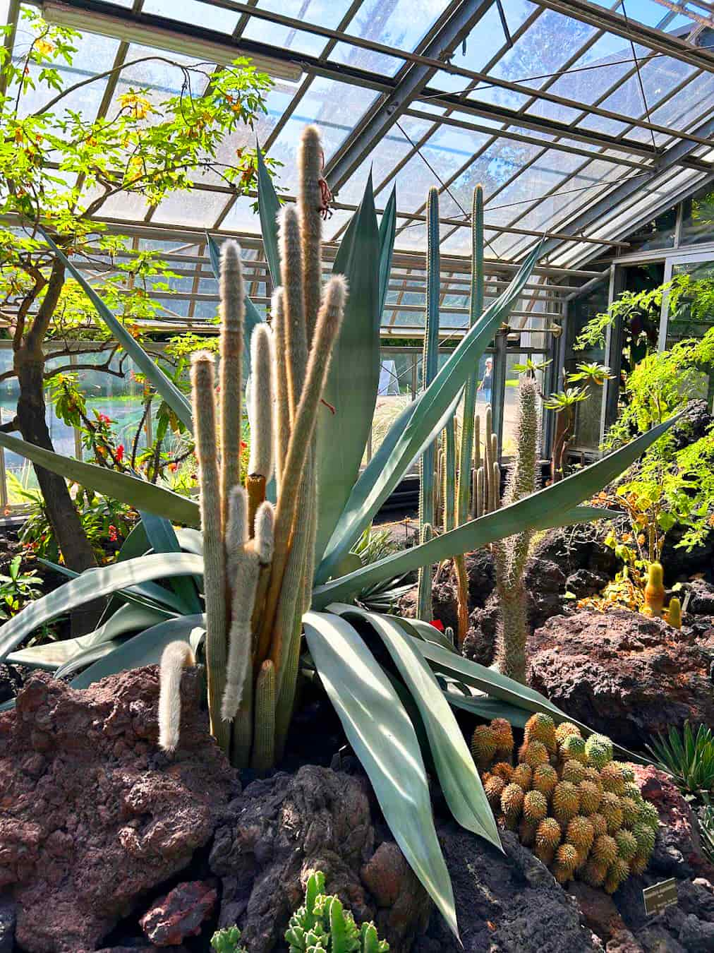 Botanical Garden Inside Greenhouse, Switzerland