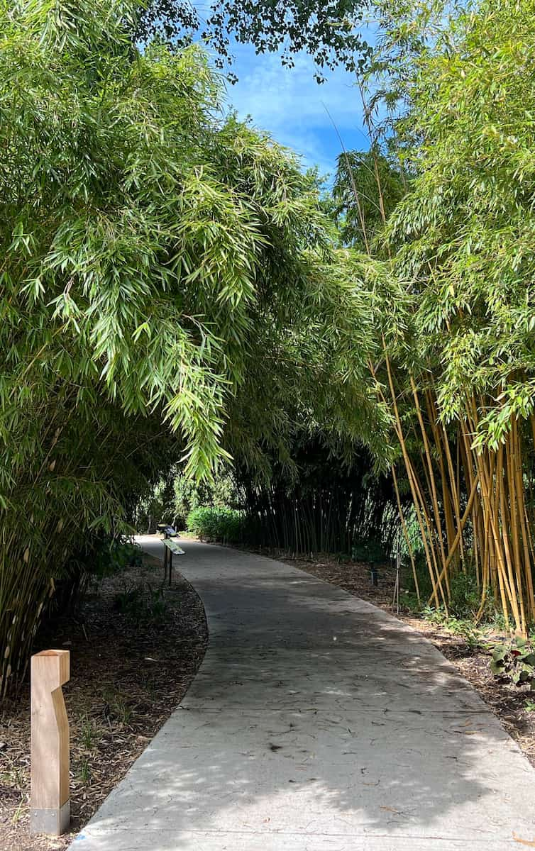 Bamboo Grove, Botanical Gardens at Utrecht University