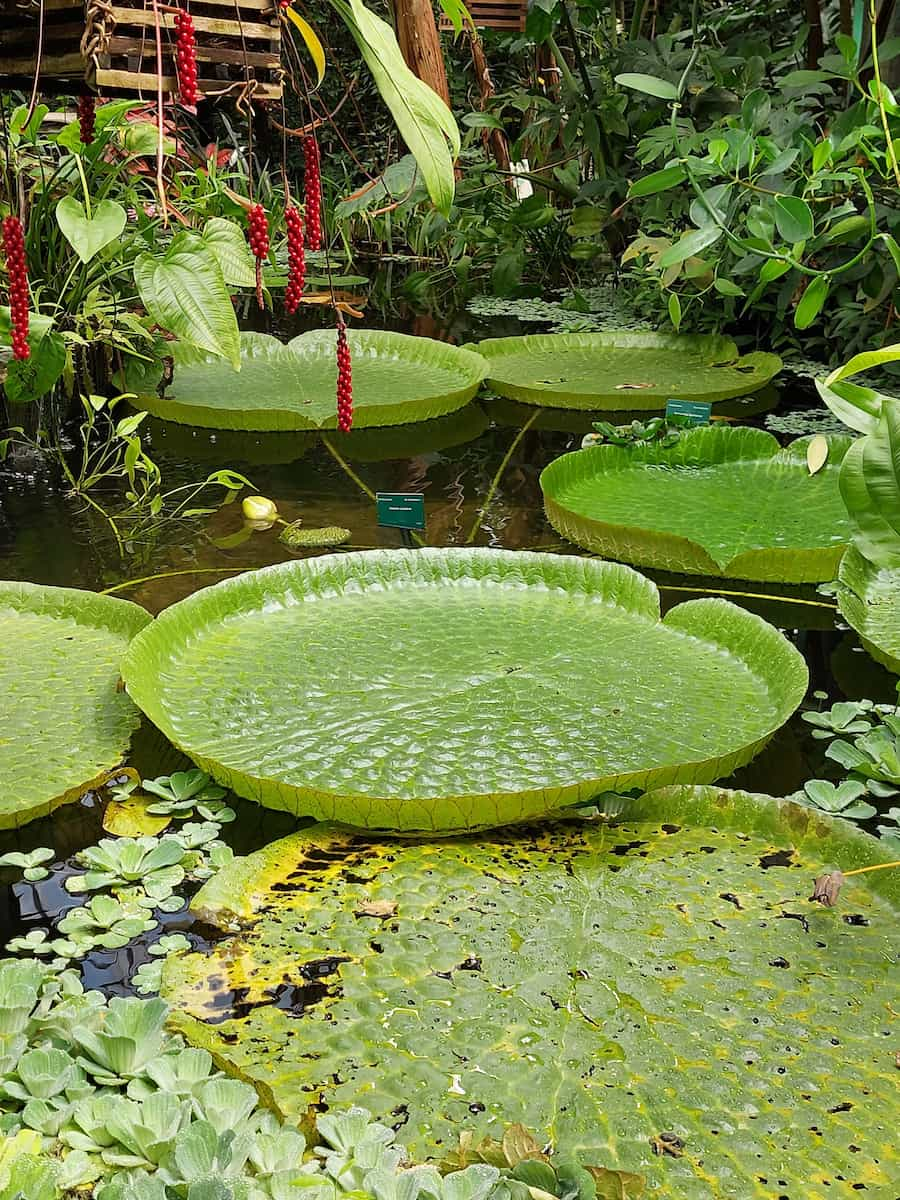 Botanical Gardens at Utrecht University