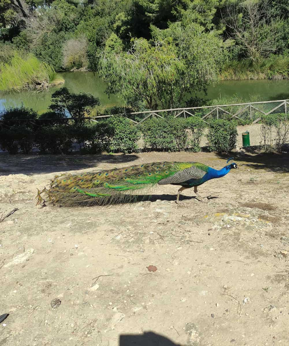 Cagliari, Monte Urpinu Park