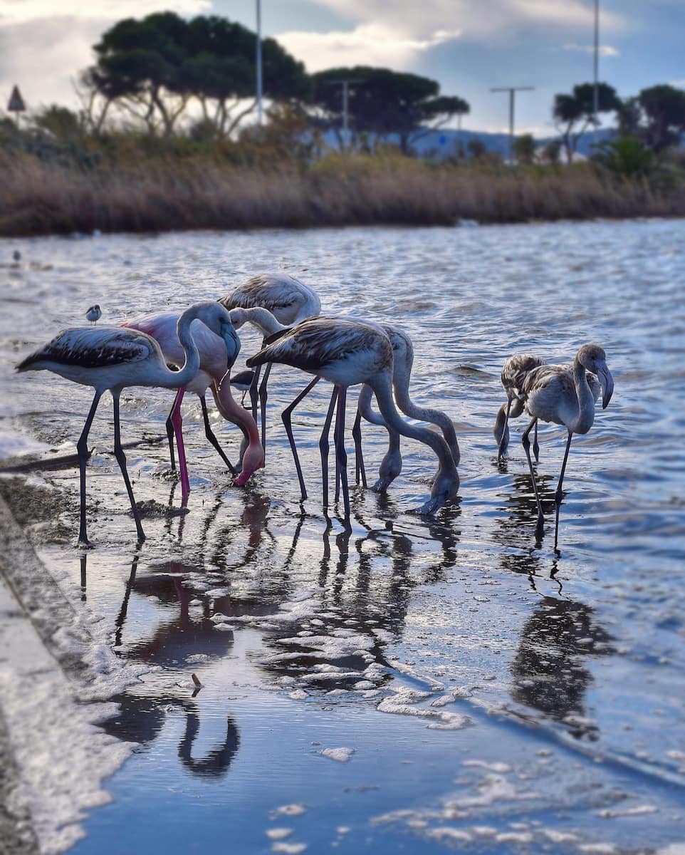 Cagliari, Parco Naturale Molentargius