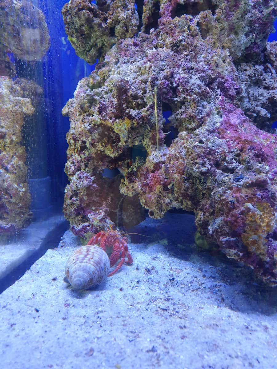 Cala Gonone Aquarium Sardinia