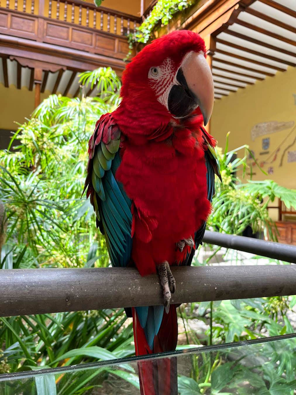 Casa de Colón Parrot, Las Palmes