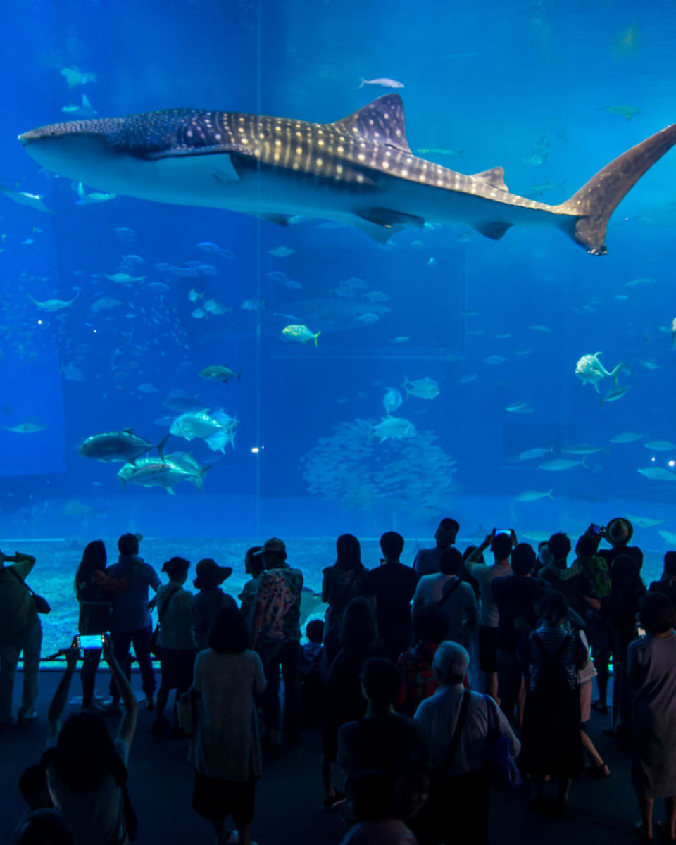 Cetaceans, Musée de la Mer, Biarritz