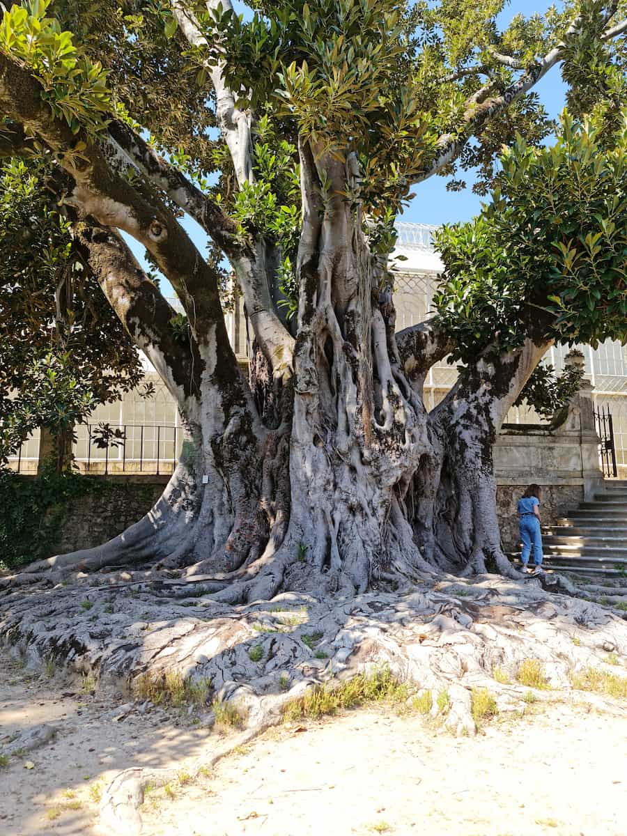 Coimbra's Botanical Garden