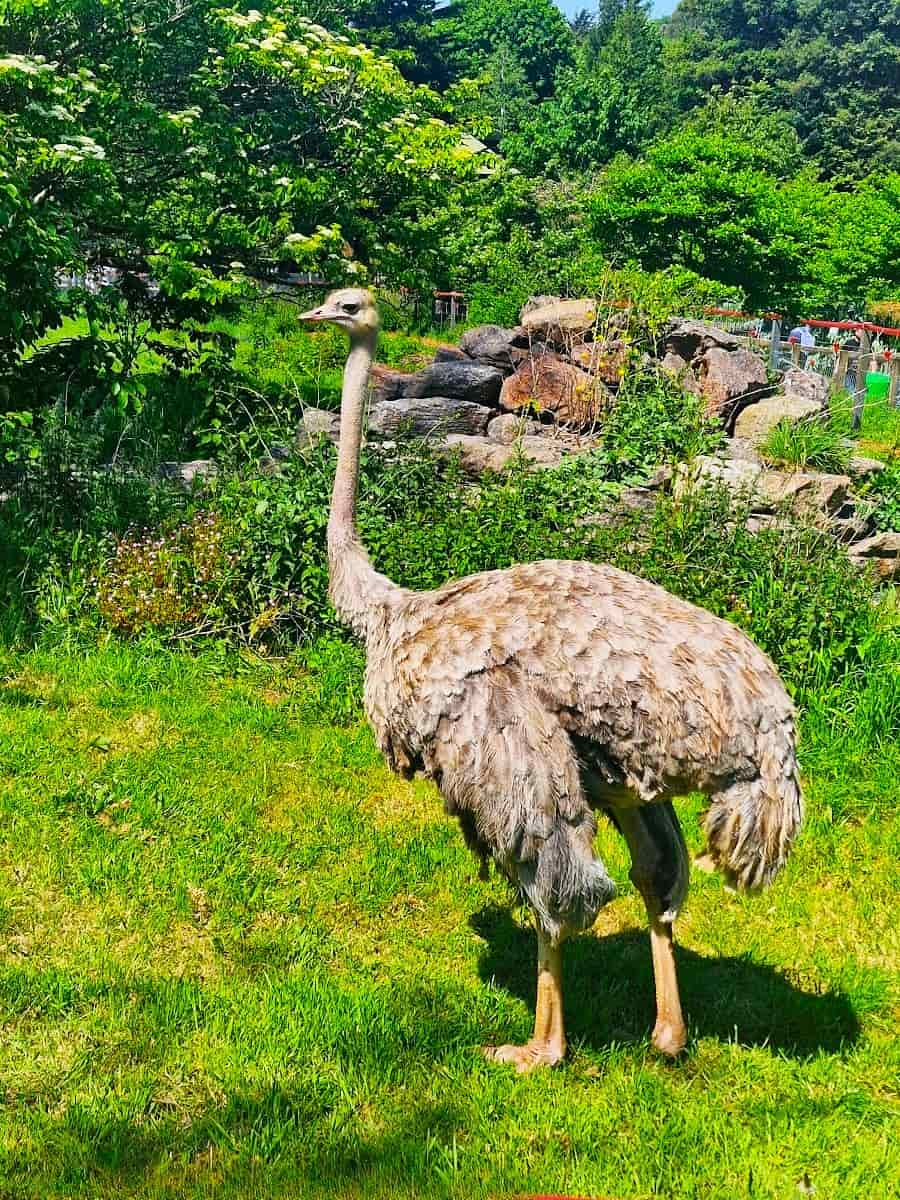 Common ostrich, Paignton Zoo, Devon