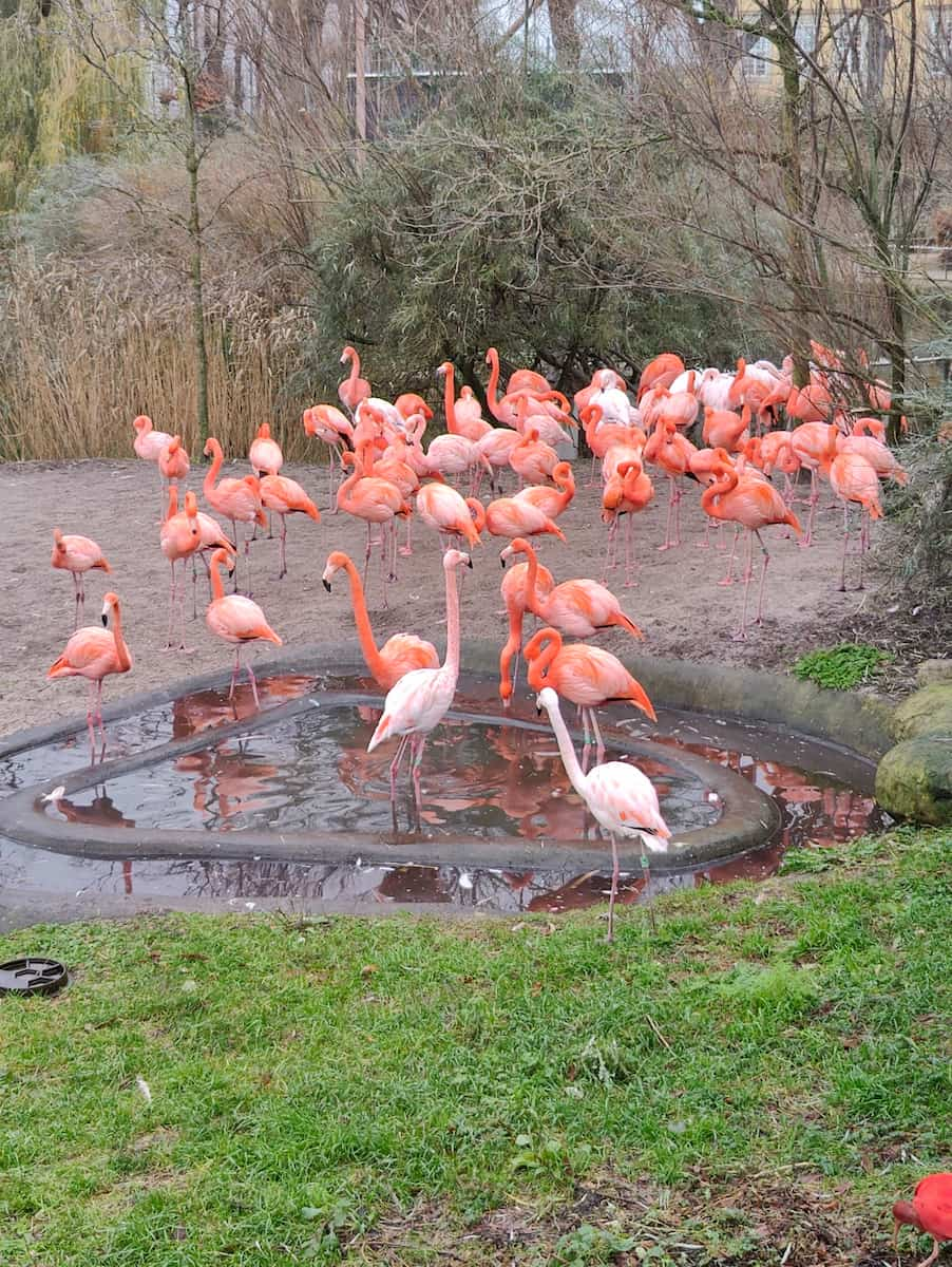 Copenhagen Zoo Copenhagen