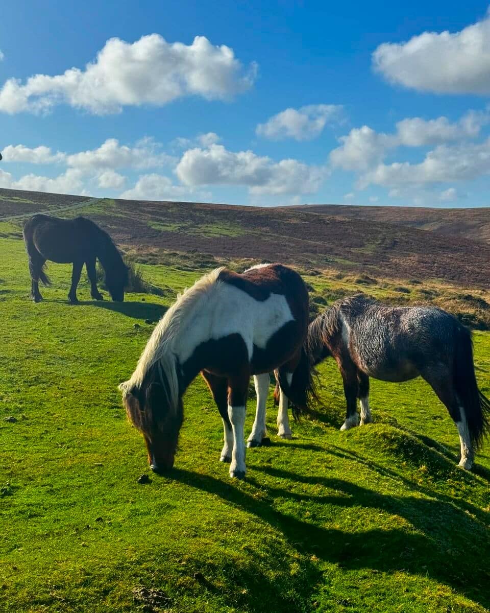 Dartmoor National Park