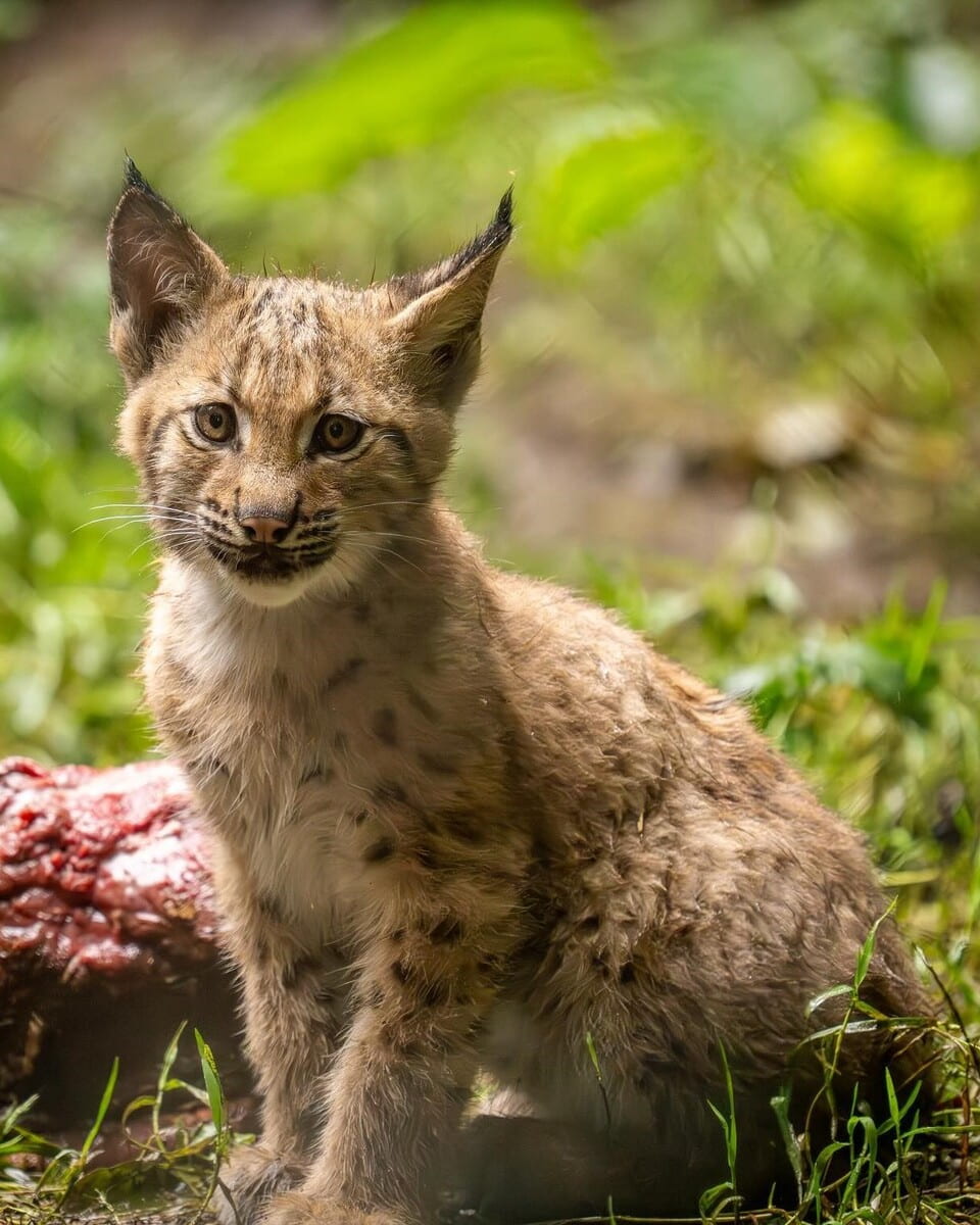 Azara's agouti in Eurasian lynx in Dartmoor Zoological Park, Plymouth