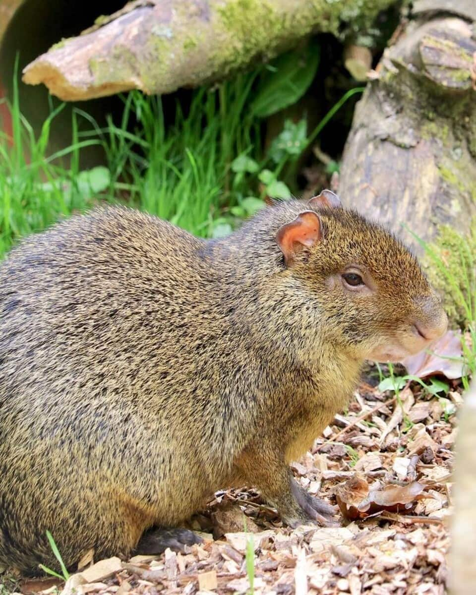 Azara's agouti in Eurasian lynx in Dartmoor Zoological Park, Plymouth