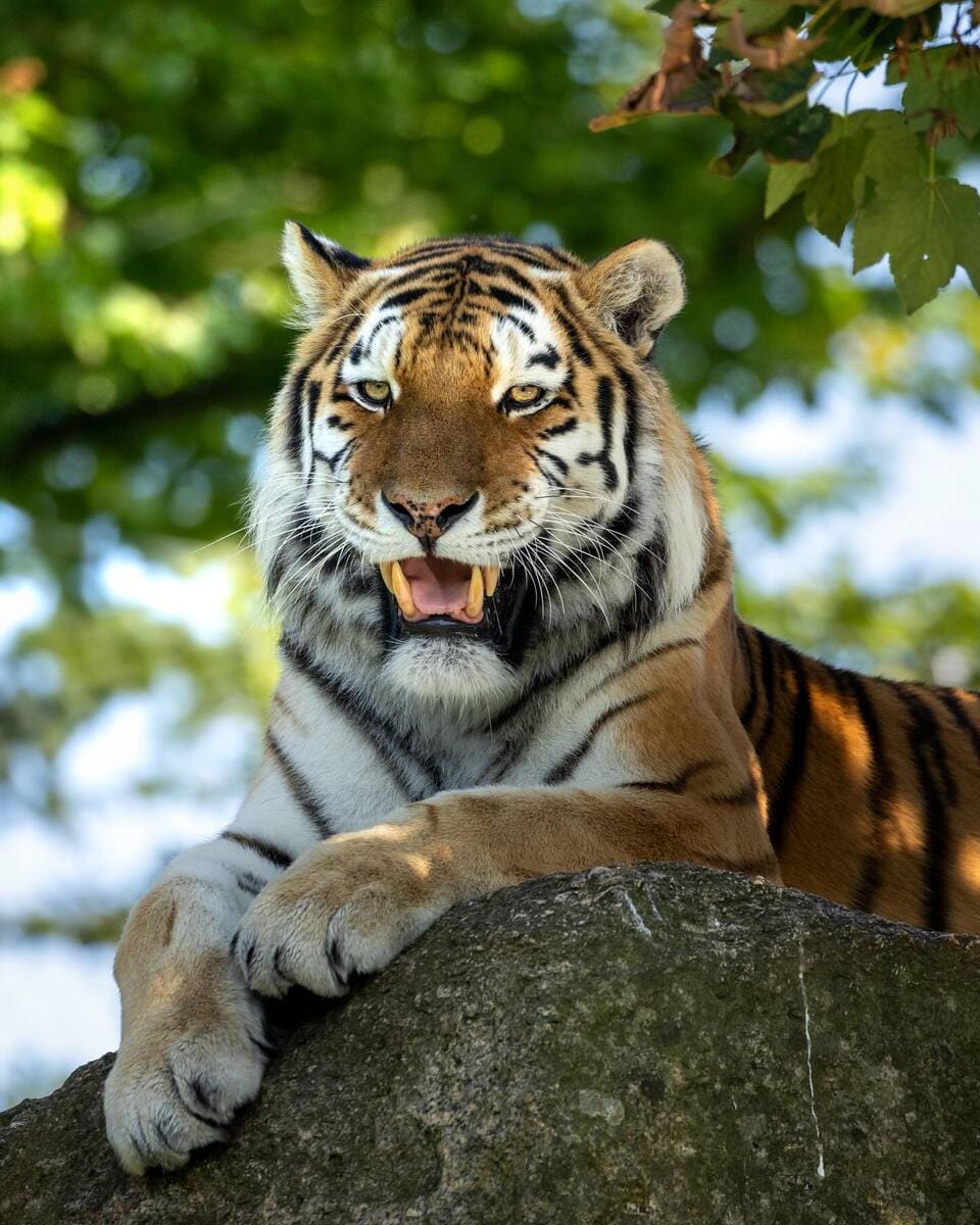 Siberian Tiger in Dartmoor Zoological Park, Plymouth