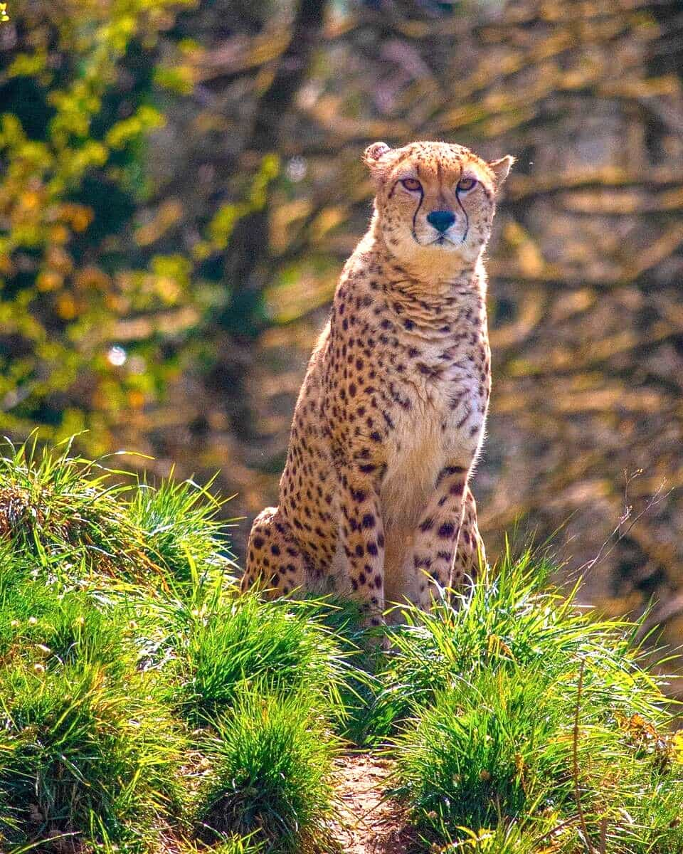 South African cheetah in Dartmoor Zoological Park, Plymouth