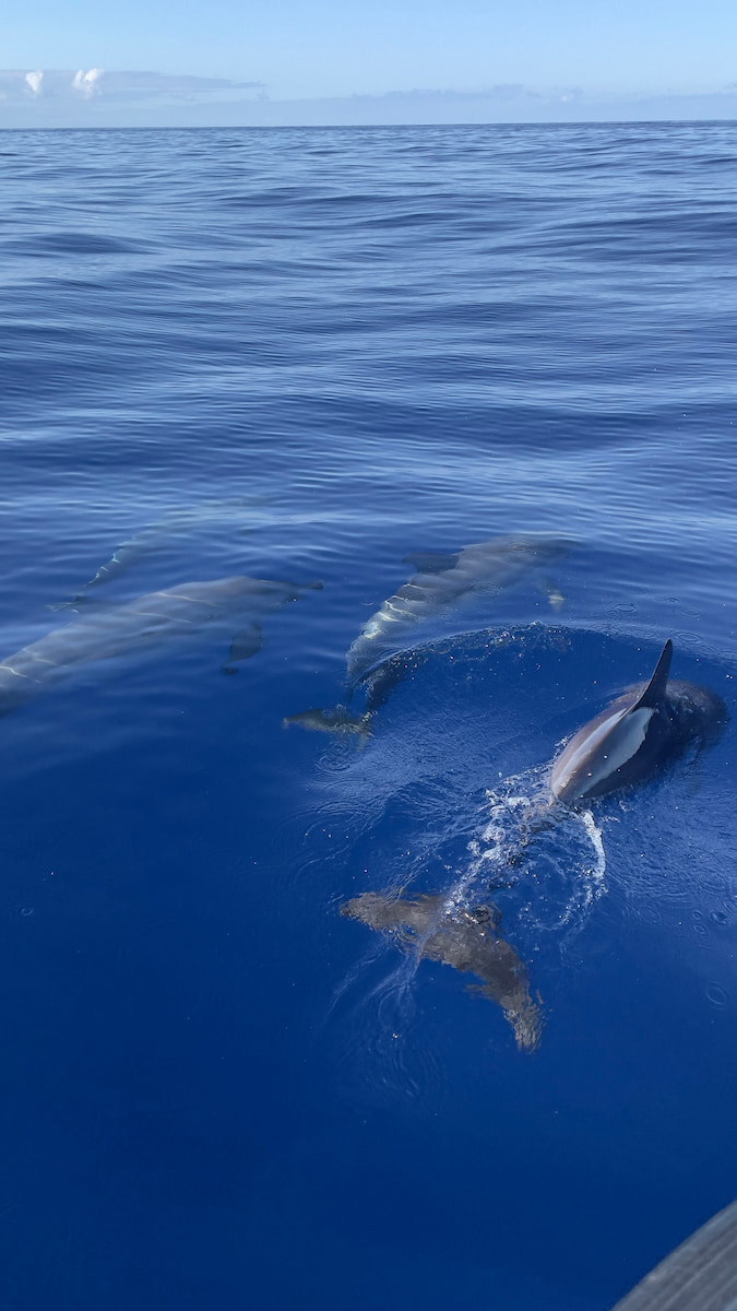 Dolphin, Blue Safari