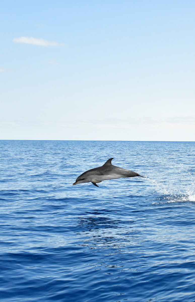 Dolphin, Blue Safari