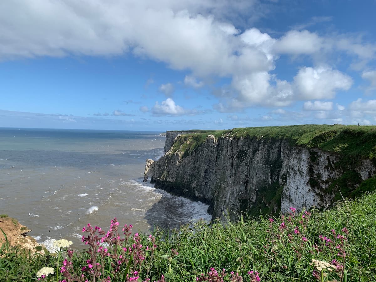 England, Bempton Cliffs