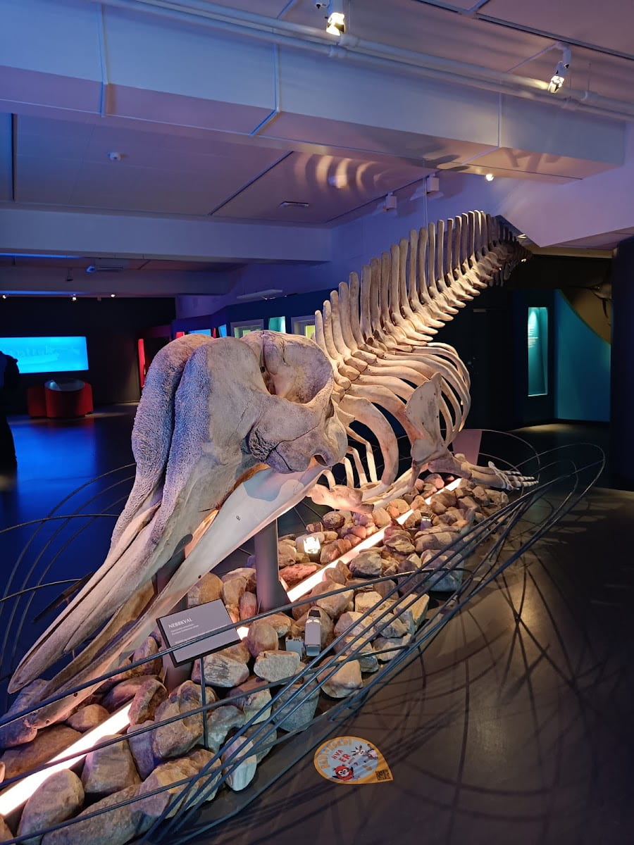 Female sperm whale, Arctic University Museum