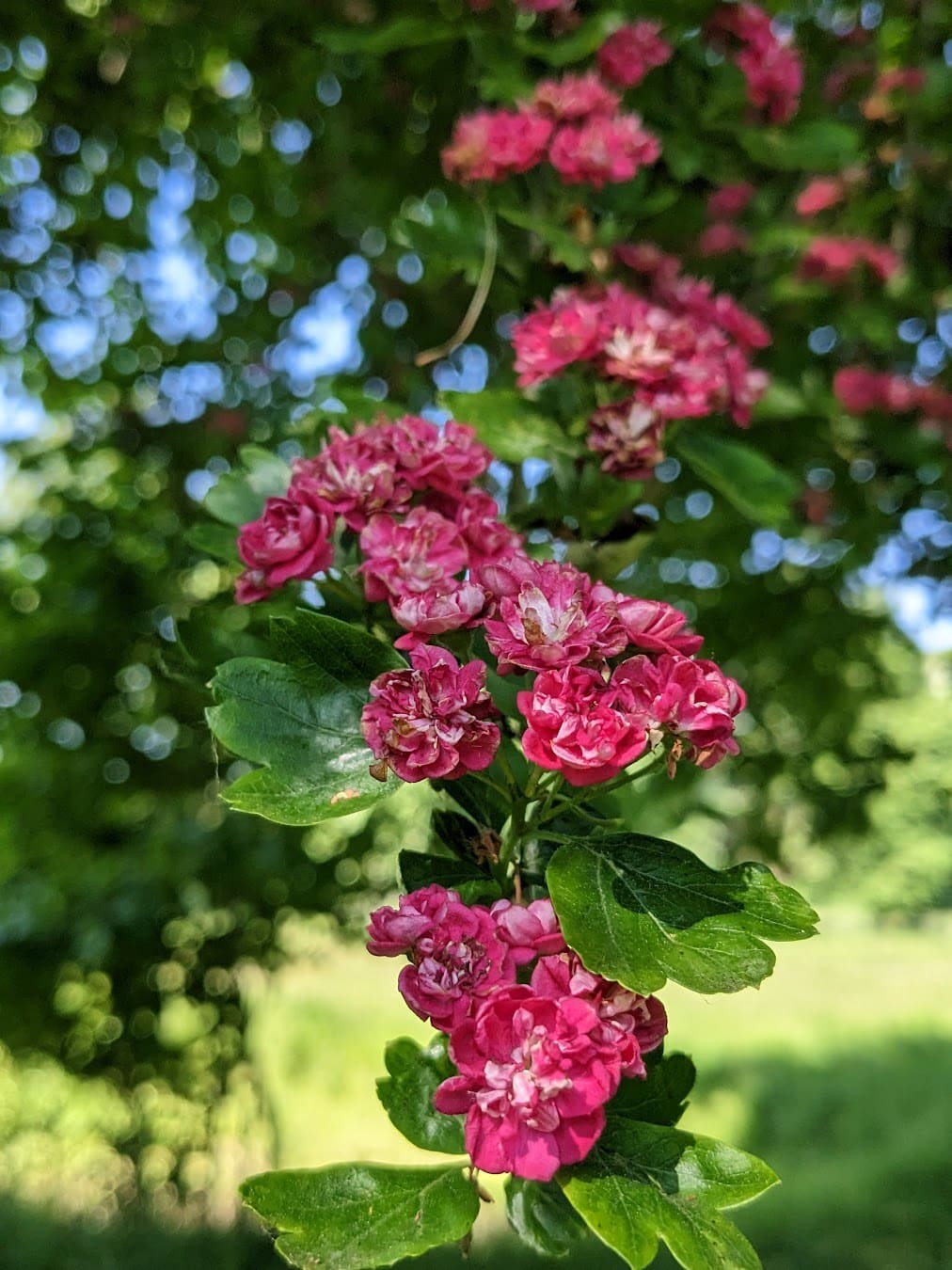 Fishwick Local Nature Reserve Flowers, Preston