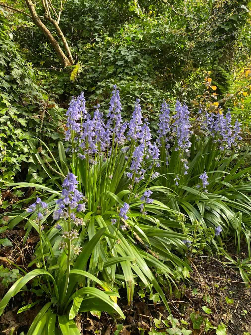 Fishwick Local Nature Reserve Flowers, Preston