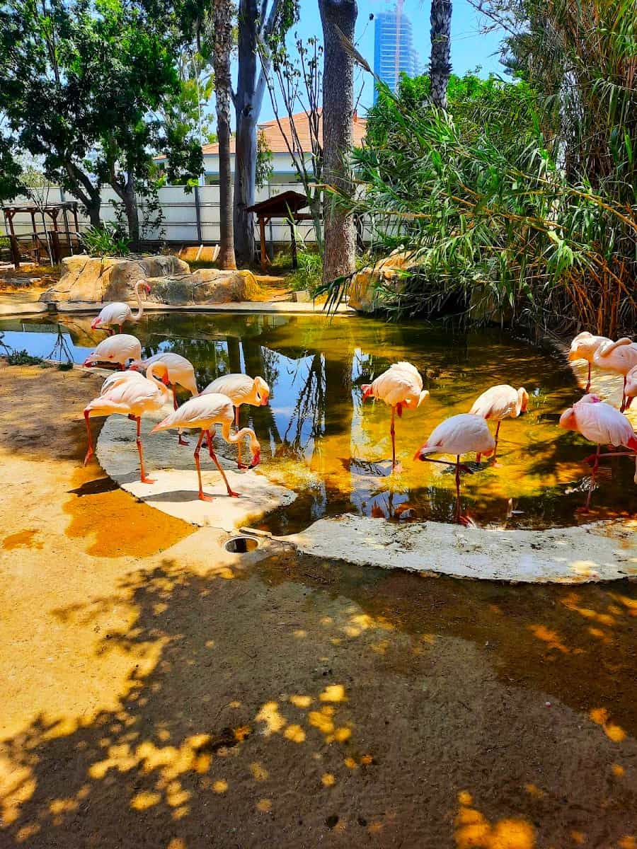 Flamingo in Limassol Municipal Gardens