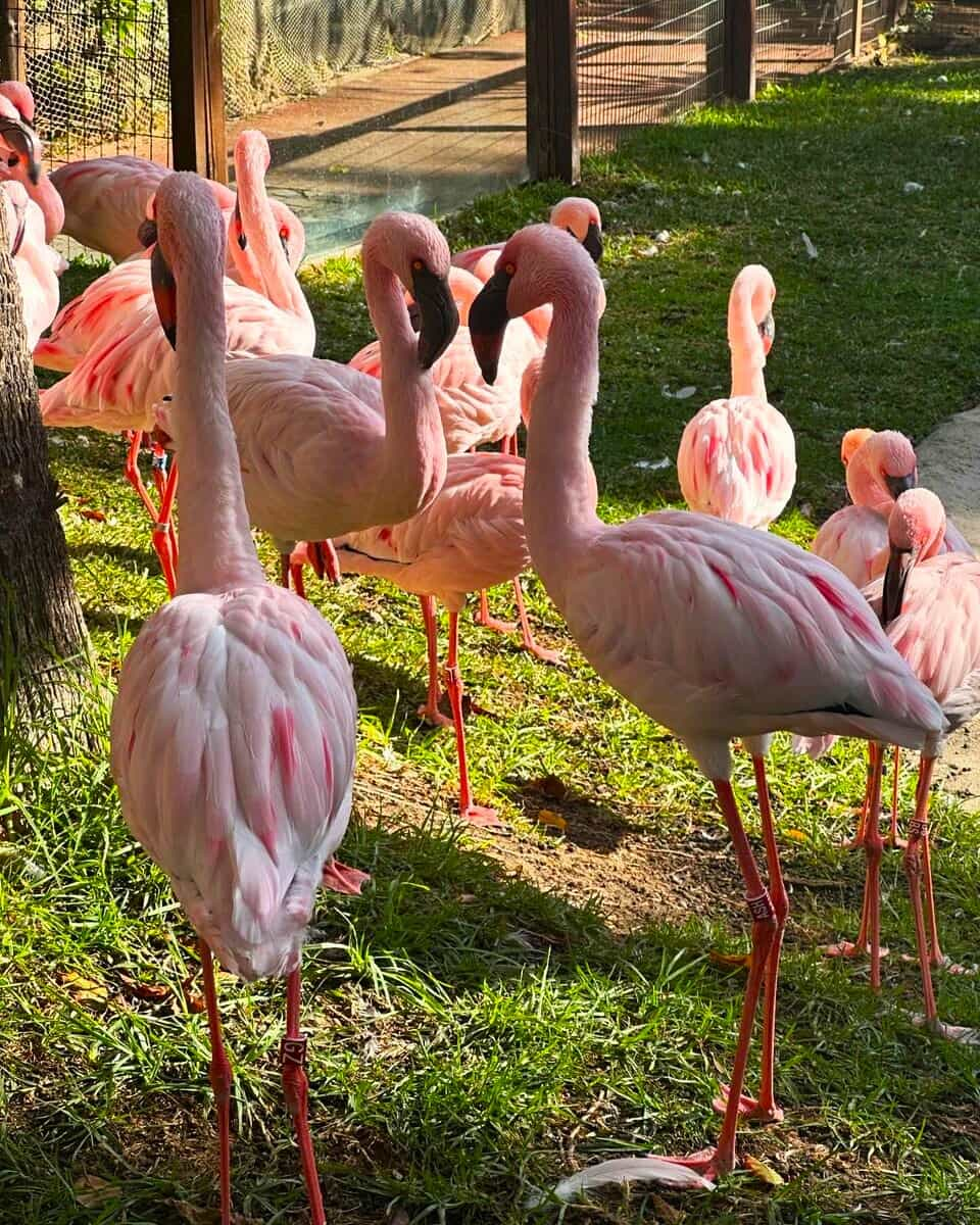 Flamingo in Selwo Park, Marbella