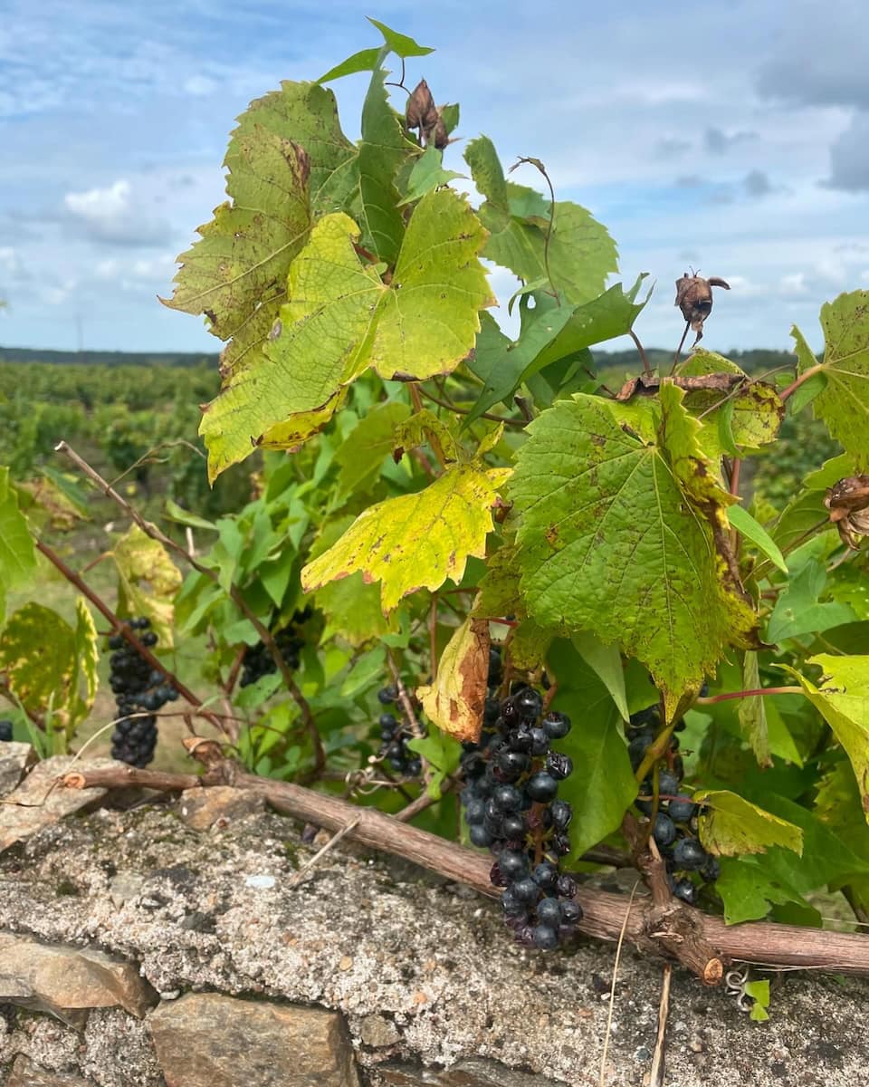 France, Muscadet Wine Region