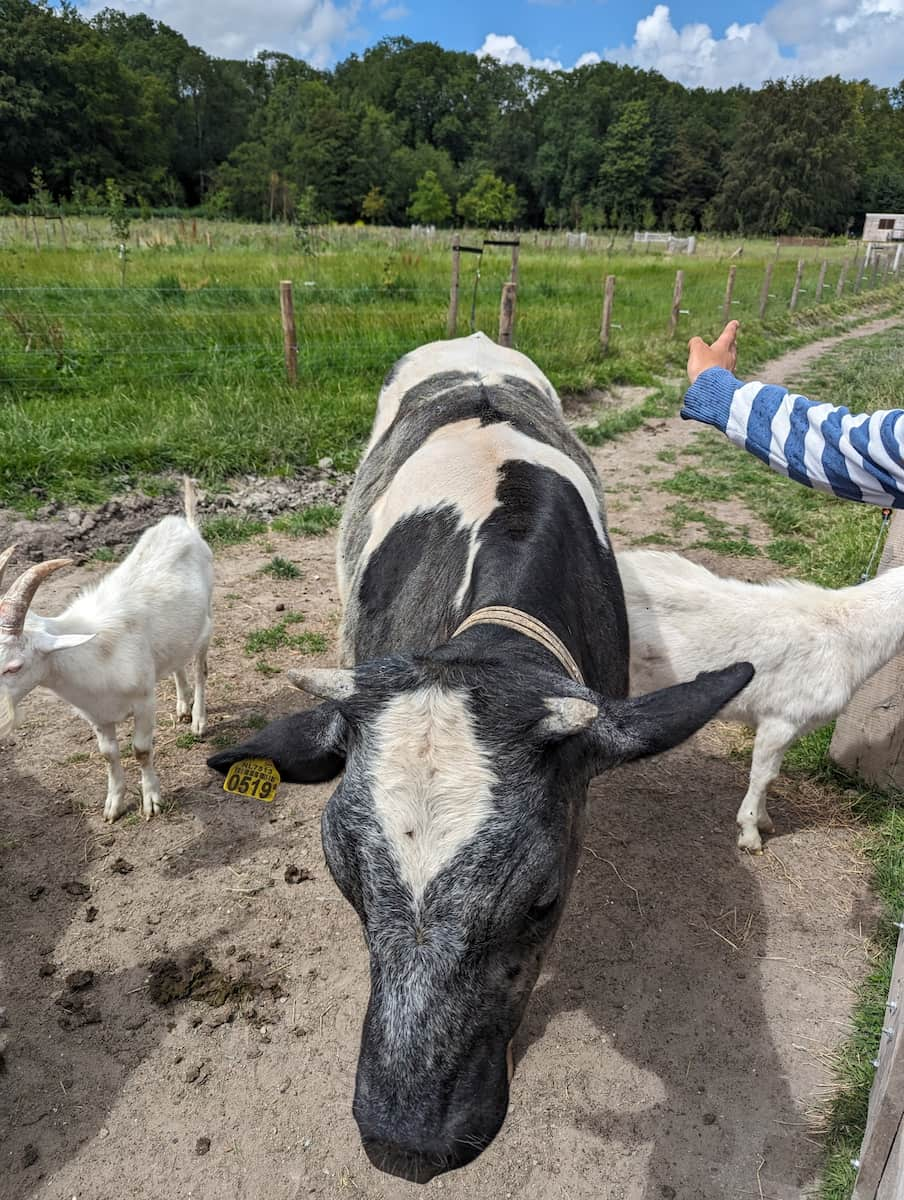 Geitenboerderij Ridammerhoeve Amsterdam